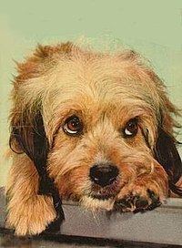 Higgins (dog) httpsuploadwikimediaorgwikipediaenthumb6