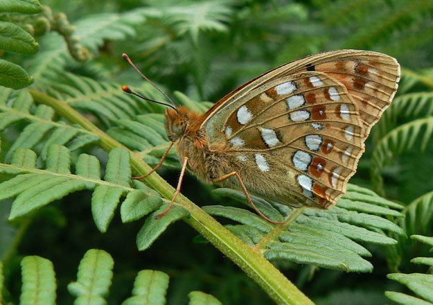 High brown fritillary Butterfly Conservation High Brown Fritillary