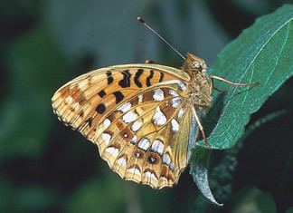 High brown fritillary Species factsheet