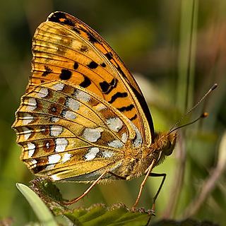 High brown fritillary Butterfly Conservation Warwickshire Saving Butterflies Moths