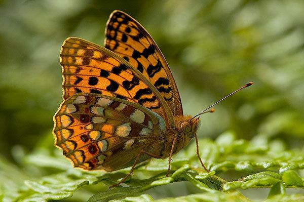 High brown fritillary British Butterflies A Photographic Guide by Steven Cheshire