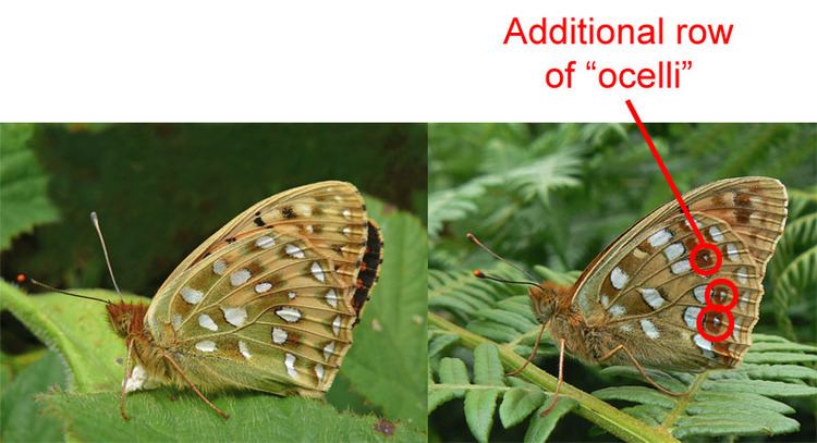 High brown fritillary UK Butterflies High Brown Fritillary Argynnis adippe