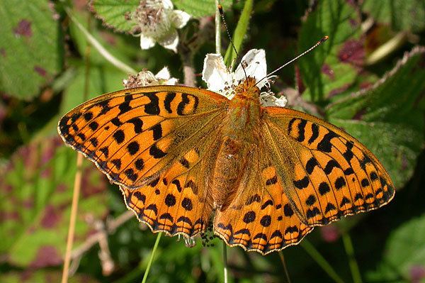 High brown fritillary British Butterflies A Photographic Guide by Steven Cheshire