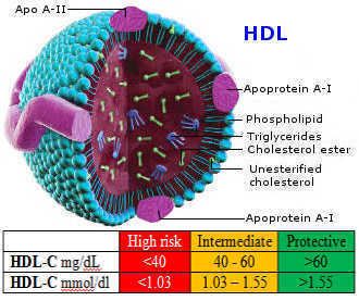 high density lipoprotein