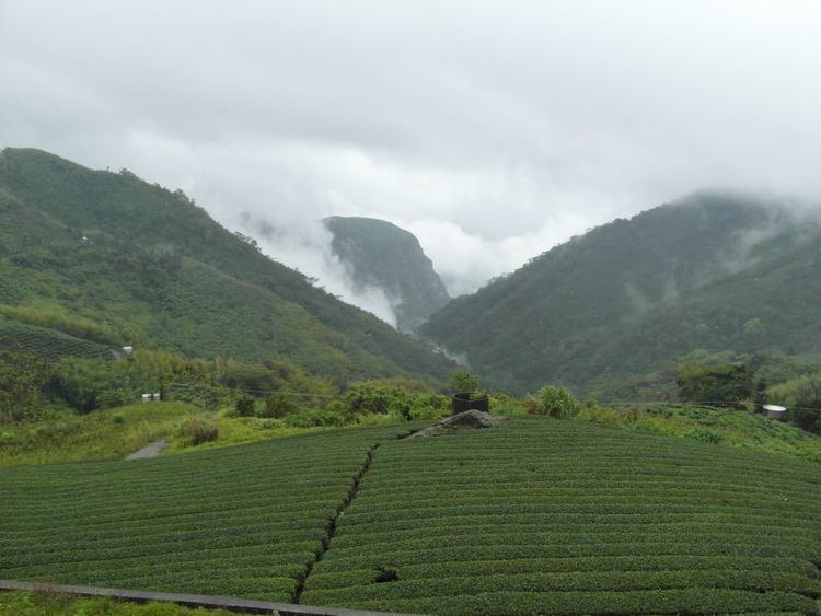 High-mountain tea