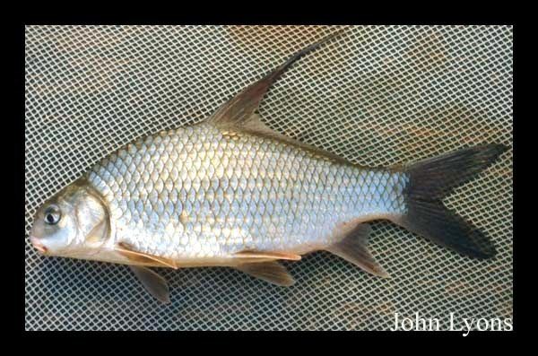 Highfin carpsucker Fish Details