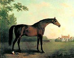 Highflyer (horse) httpsuploadwikimediaorgwikipediacommonsthu