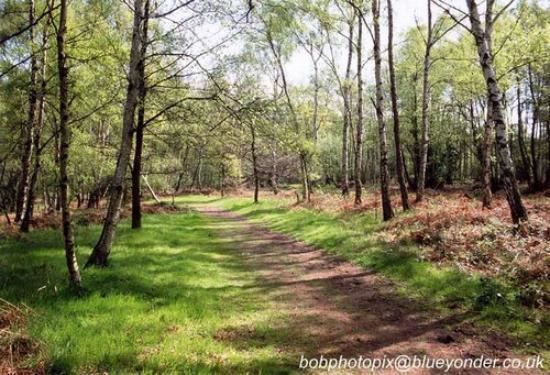 Highgate Common Highgate Common Wildlife Reserve Wombourne England Top Tips