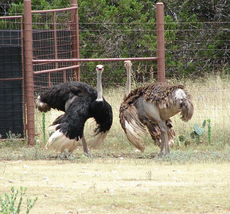 Highgate Ostrich Show Farm