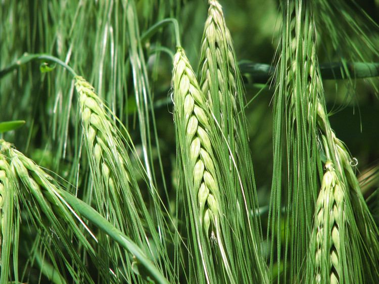 Highland barley What to Drink and Eat When Traveling in Tibet