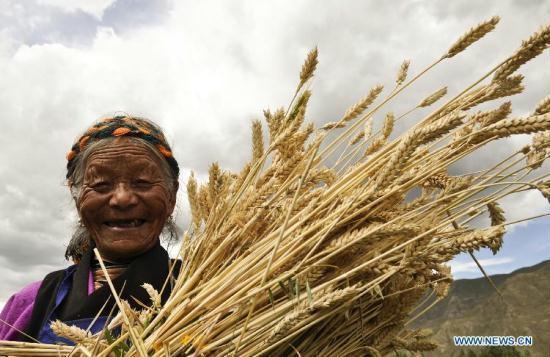 Highland barley Farmers harvest highland barley wheat in Tibet CCTV News CNTV English