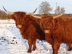 Highland cattle Highland cattle Wikipedia