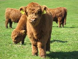 Highland cattle httpsuploadwikimediaorgwikipediacommonsthu