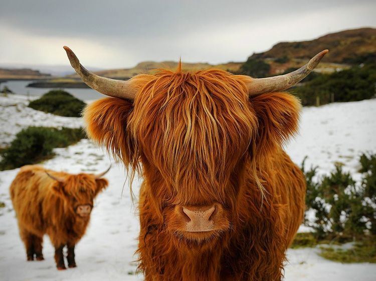 Highland cattle - Wikipedia