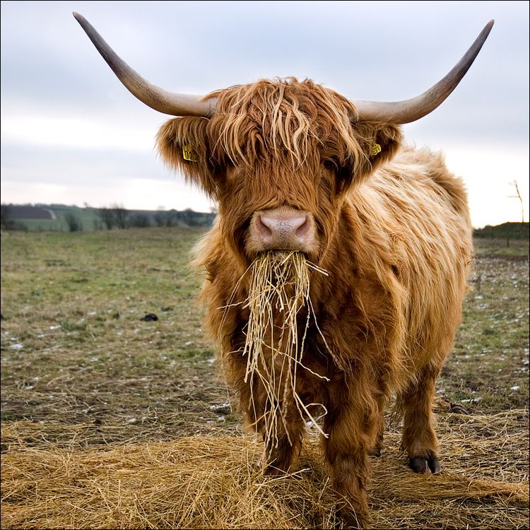 highland cattle milk