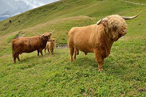 Highland cattle - Wikipedia