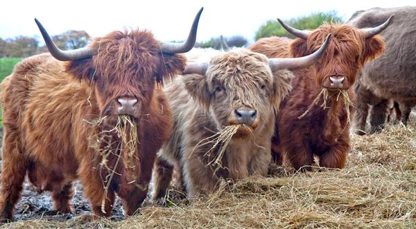 Highland cattle - Wikipedia