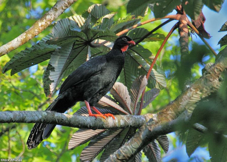 Highland guan antpittacom Photo Gallery Guans Curassows and Chachalacas
