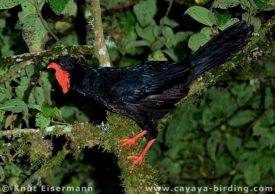 Highland guan Male Highland Guan in the canopy of the cloud forest CAYAYA BIRDING