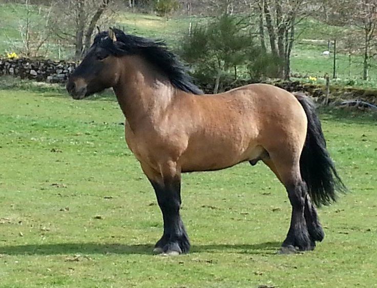 Highland pony Highland Pony Information History Images Pictures Horse Breeds