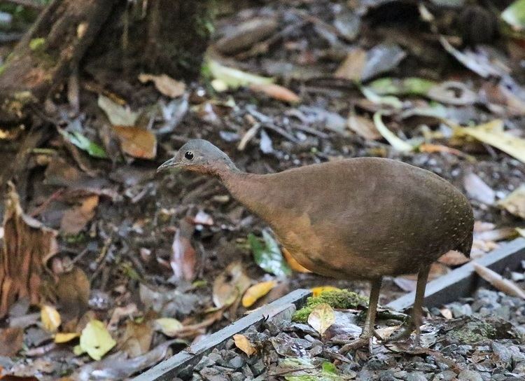 Highland tinamou Surfbirds Online Photo Gallery Search Results