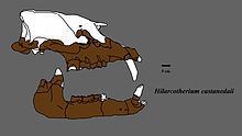 Hilarcotherium httpsuploadwikimediaorgwikipediacommonsthu