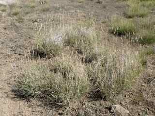 Hilaria (plant) Grass Species Detail Page