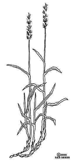 Hilaria (plant) Pleuraphis jamesii California Native Seeds SampS Seeds