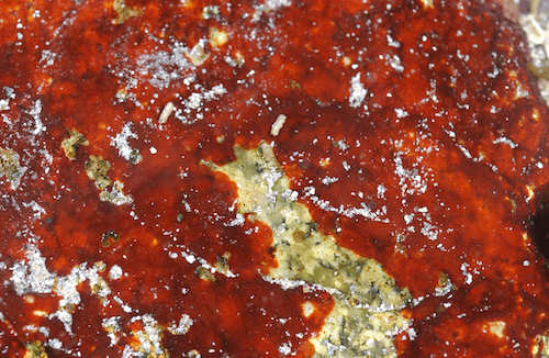 Hildenbrandia Seaweedie Lomentaria articulata