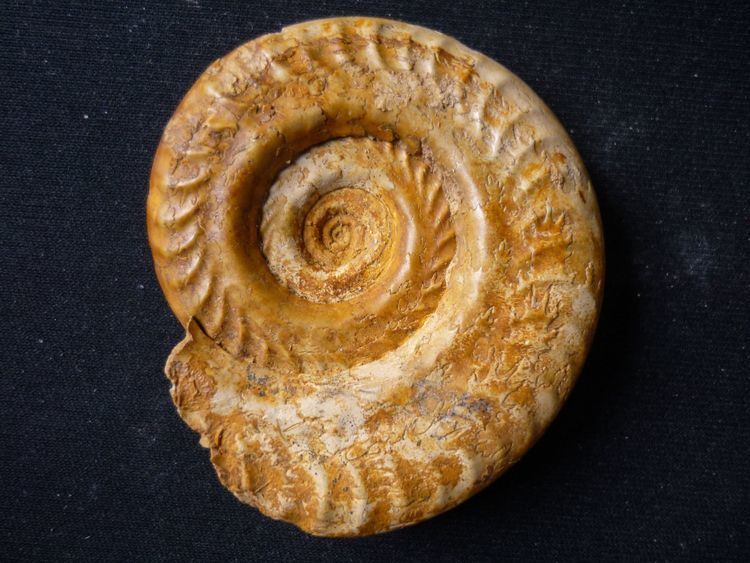 Hildoceras Hildoceras Hildoceras bifrons Brugire 1789 Members Gallery