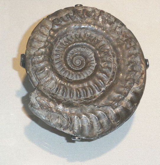 Hildoceras Hildoceras bifrons Wikipedia