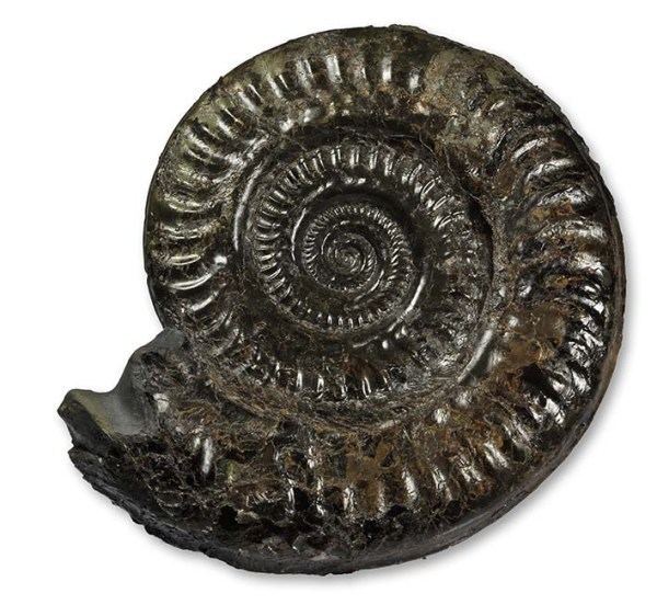 Hildoceras Hildoceras or A plague of snakes Yorkshire Ammonites and other