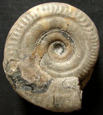 Hildoceras Hildoceras bifrons morphe angustisiphonatum