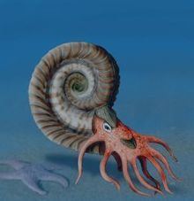 Hildoceras httpsuploadwikimediaorgwikipediacommonsthu