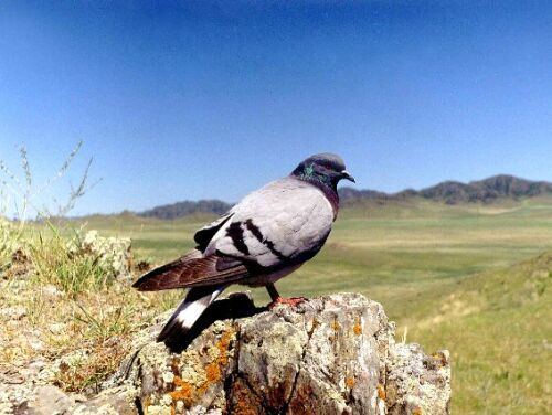 Hill pigeon HillPigeon1jpg