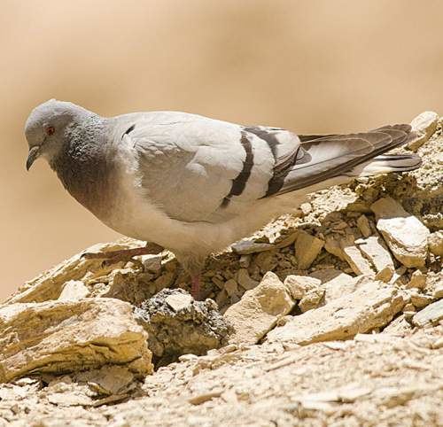 Hill pigeon Hill pigeon Birds of India