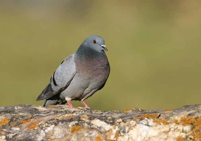 Hill pigeon Oriental Bird Club Image Database Hill Pigeon Columba rupestris