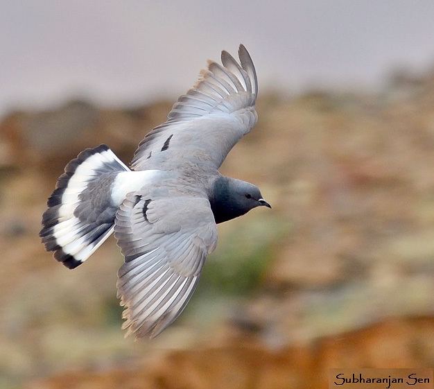 Hill pigeon Oriental Bird Club Image Database Hill Pigeon Columba rupestris