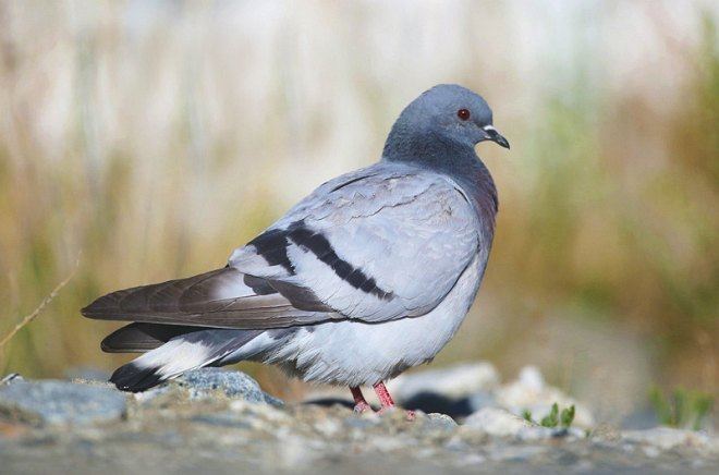 Hill pigeon Oriental Bird Club Image Database Photographers