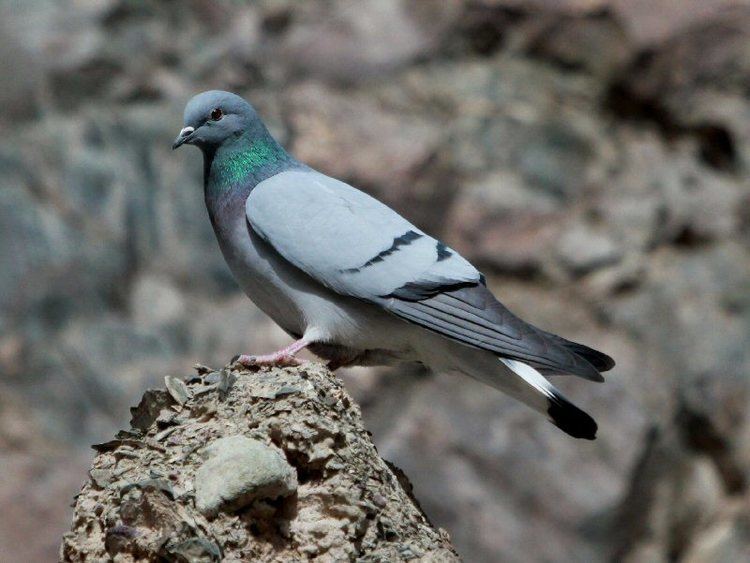 Hill pigeon wwwsnowleopardladakhcomimagesHill20Pigeon20C