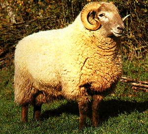 Hill Radnor Breeds of Livestock Hill Radnor Sheep Breeds of Livestock