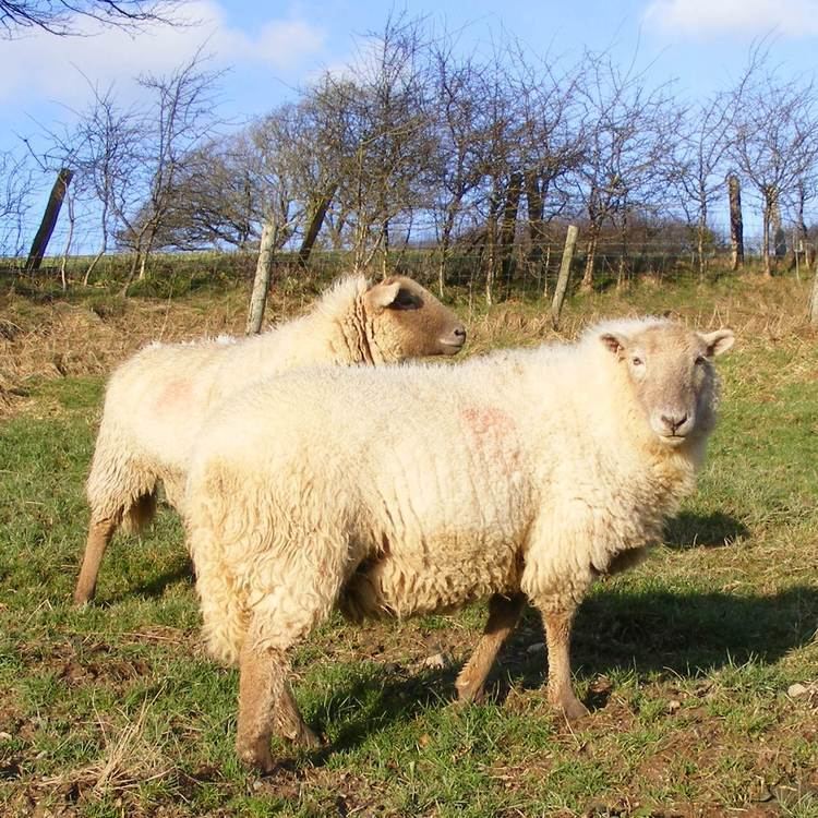 Hill Radnor Hill Radnor Sheep Ystrad Traditional Organics