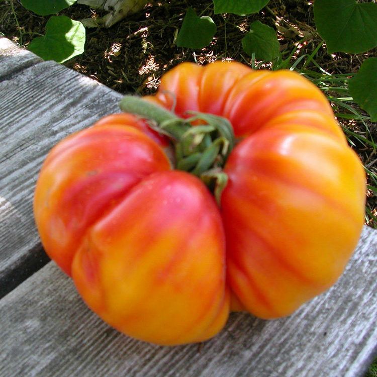 Hillbilly tomato Australian Seed TOMATO Hillbilly