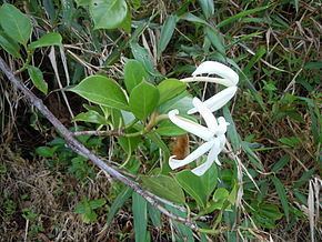 Hillia (plant) httpsuploadwikimediaorgwikipediacommonsthu