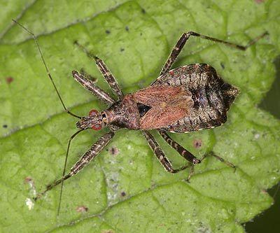 Himacerus apterus httpswwwbritishbugsorgukheteropteraNabidae