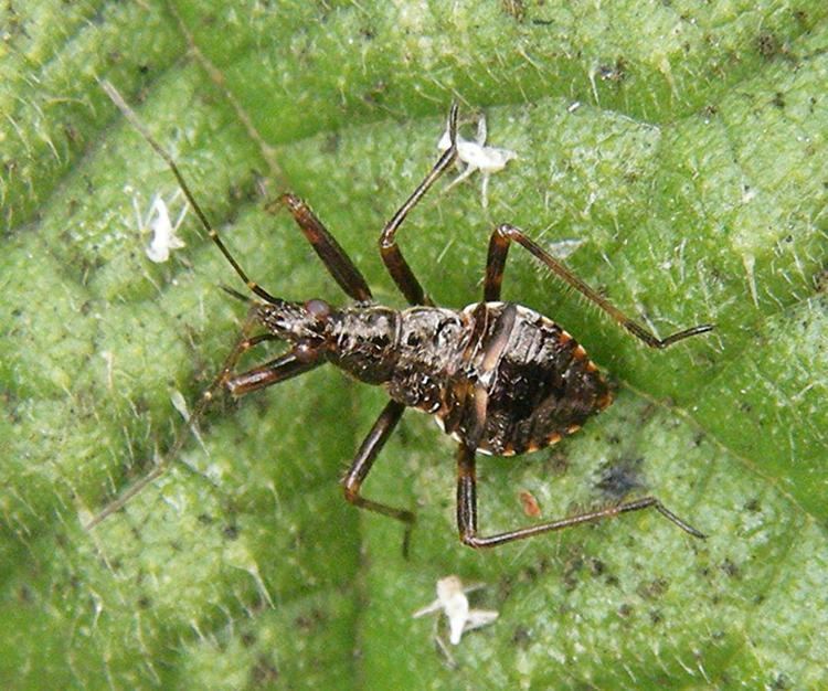 Himacerus apterus Tree Damsel Bug Himacerus apterus NatureSpot