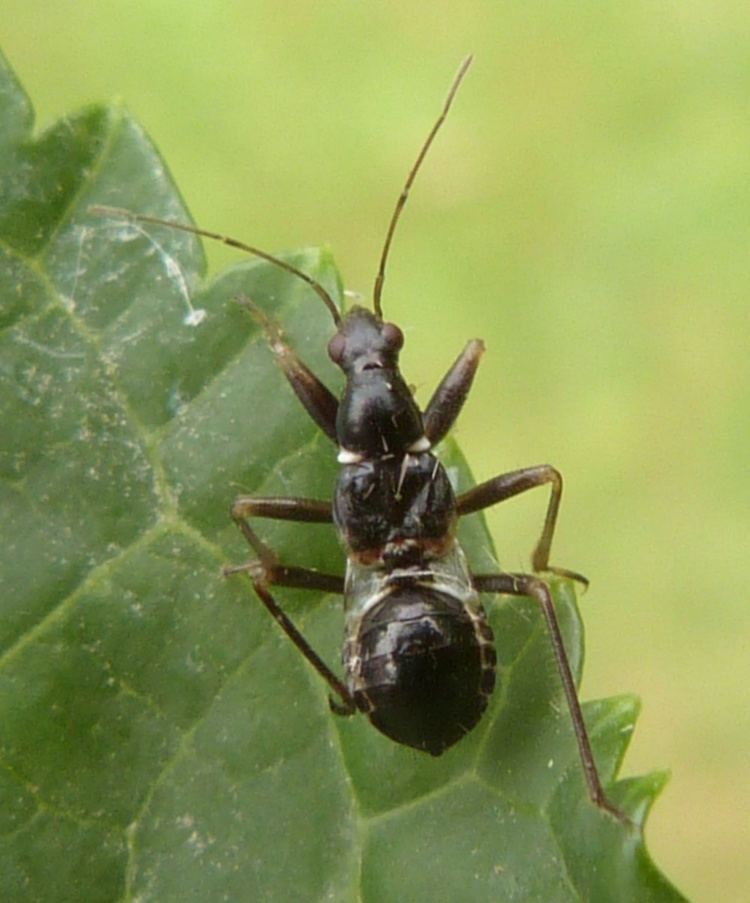 Himacerus Ant Damsel Bug Himacerus mirmicoides NatureSpot