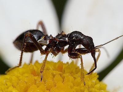 Himacerus mirmicoides Nabidae Himacerus mirmicoides