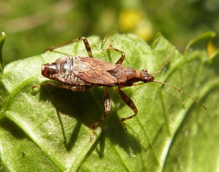 Himacerus mirmicoides Ant Damsel Bug Himacerus mirmicoides NatureSpot