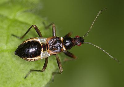 Himacerus mirmicoides Nabidae Himacerus mirmicoides